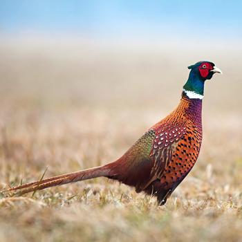 Efficient Countryside & Agricultural Operations - How Icom Two-Way Radio Solutions Can Make a Difference